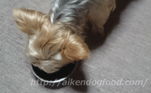 アランズナチュラルドッグフードを食べる犬