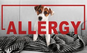 犬のアレルギー