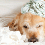 犬風邪を予防