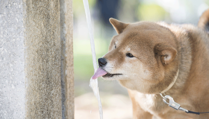 犬の脱水症状